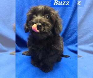 Mutt Dogs for adoption in Modesto, CA, USA