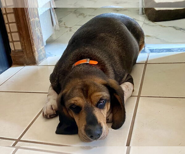 Medium Photo #4 Bagle Hound Puppy For Sale in Chesapeake, VA, USA