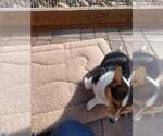 Small Photo #2 Cardigan Welsh Corgi Puppy For Sale in DENVER, CO, USA