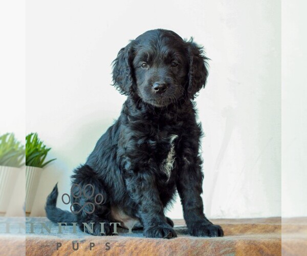 Medium Photo #1 Goldendoodle (Miniature) Puppy For Sale in LITITZ, PA, USA