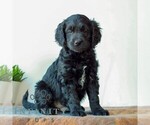Small Goldendoodle (Miniature)