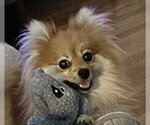 Small #1 Pomeranian