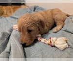 Puppy Judy Goldendoodle