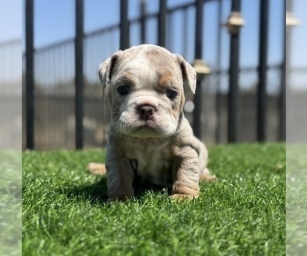 Medium Photo #1 English Bulldog Puppy For Sale in COLUMBUS, OH, USA