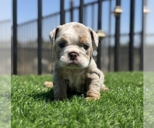 English Bulldog Puppy for sale in COLUMBUS, OH, USA