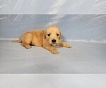 Small #3 Golden Retriever