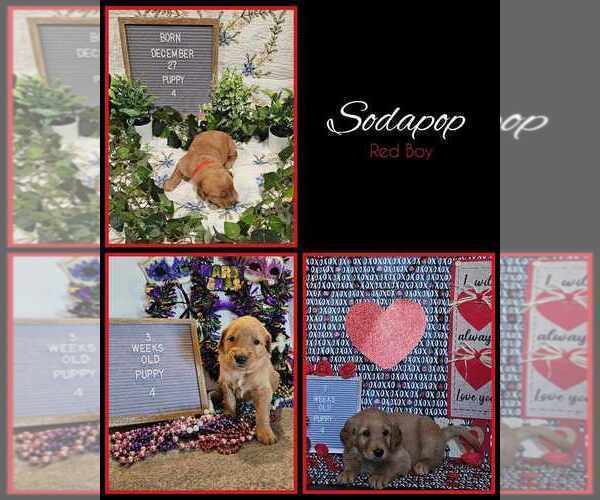Medium Photo #7 Golden Retriever Puppy For Sale in WIGGINS, MS, USA