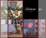 Small Photo #7 Golden Retriever Puppy For Sale in WIGGINS, MS, USA