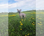 Small #5 American Hairless Terrier