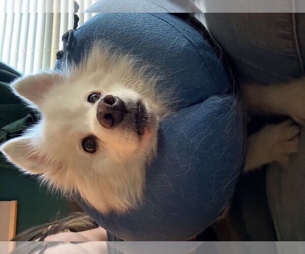 Medium Photo #7 American Eskimo Dog Puppy For Sale in Pikesville, MD, USA