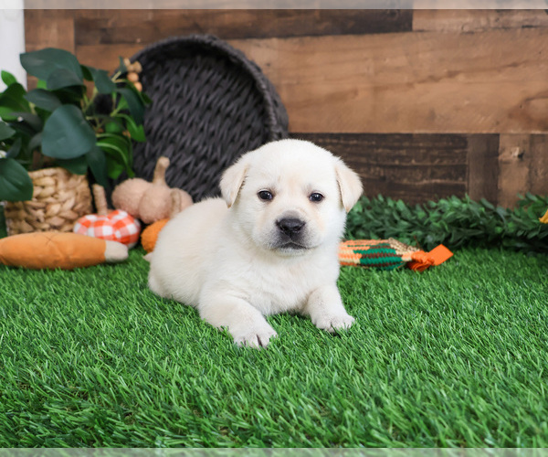 Medium Photo #5 Labrador Retriever Puppy For Sale in SYRACUSE, IN, USA