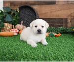 Small #4 Labrador Retriever