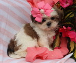 Puppy April Shih Tzu