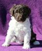 Small Photo #3 Aussiedoodle-Australian Shepherd Mix Puppy For Sale in PAHRUMP, NV, USA
