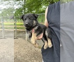 Small #1 German Shepherd Dog