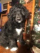 Small Photo #9 Aussiedoodle Puppy For Sale in ARBA, IN, USA