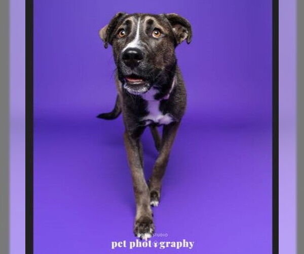 Medium Photo #4 Siberian Husky-Unknown Mix Puppy For Sale in Fargo, ND, USA