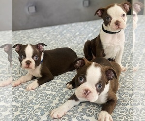 Boston Terrier Puppy for Sale in HESPERIA, California USA