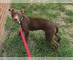 Small #1 American Pit Bull Terrier Mix