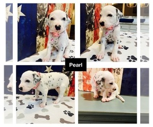 Dalmatian Puppy for sale in LA PLATA, MD, USA