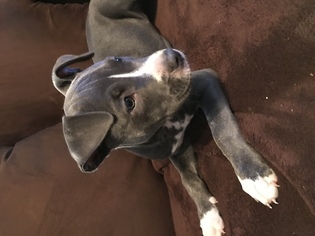 American Pit Bull Terrier Puppy for sale in ORLANDO, FL, USA
