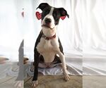 Small #10 American Staffordshire Terrier