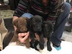Small Photo #1 Vizsla-Weimaraner Mix Puppy For Sale in STANFORD, IL, USA