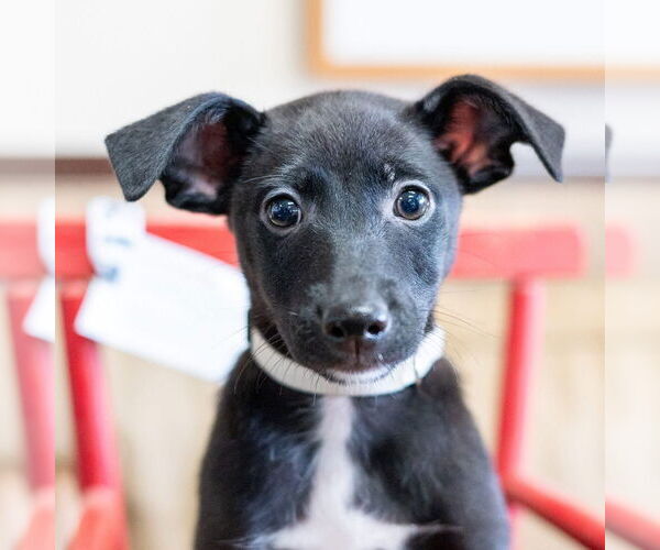 Medium Photo #2 Mutt Puppy For Sale in Mundelein, IL, USA