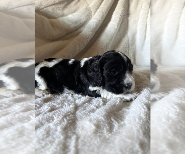 Medium Photo #1 Cocker Spaniel Puppy For Sale in LEANDER, TX, USA