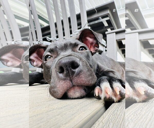 Medium Photo #5 American Pit Bull Terrier-Unknown Mix Puppy For Sale in Rockaway, NJ, USA