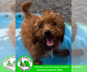 Cavapoo Dogs for adoption in Stroudsburg, PA, USA