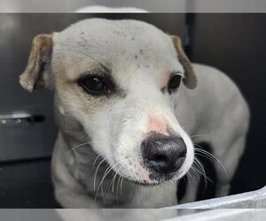 Chihuahua-Unknown Mix Dogs for adoption in San Antonio, TX, USA