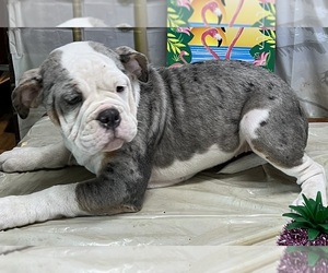 Olde English Bulldogge Puppy for sale in LORAIN, OH, USA