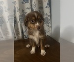 Small #7 Miniature Australian Shepherd