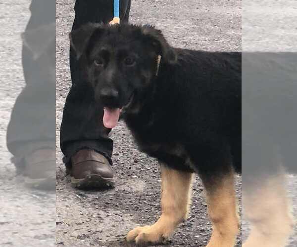 Medium Photo #3 German Shepherd Dog Puppy For Sale in NEWVILLE, PA, USA