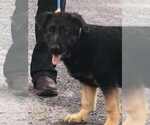 Small #2 German Shepherd Dog