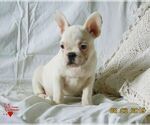 Small Photo #3 French Bulldog Puppy For Sale in BLUE MOUND, TX, USA