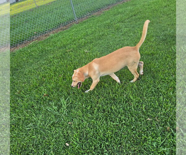 Medium Photo #3 Mutt Puppy For Sale in Oakhurst, NJ, USA