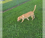 Small #2 Mutt
