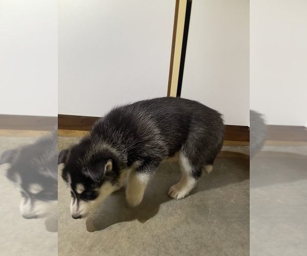Medium Photo #3 Siberian Husky Puppy For Sale in FORT WAYNE, IN, USA