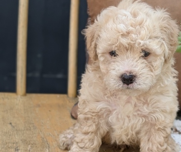Medium Photo #2 Poovanese Puppy For Sale in GOSHEN, IN, USA