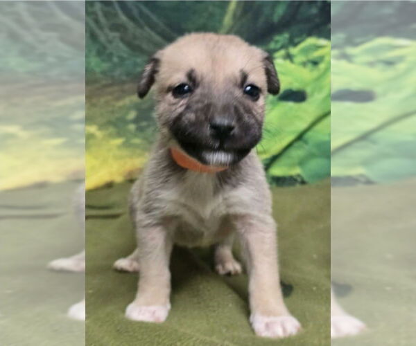 Medium Photo #3 Mutt Puppy For Sale in Lakewood, CO, USA