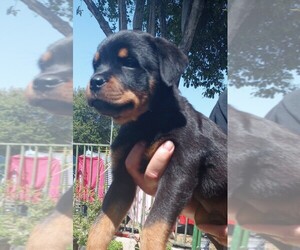 Rottweiler Puppy for sale in RESEDA, CA, USA