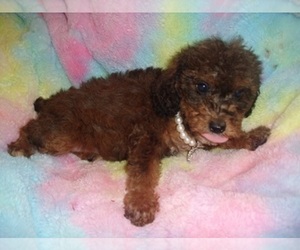 Poodle (Toy)-Yorkshire Terrier Mix Puppy for sale in JACKSON, MS, USA