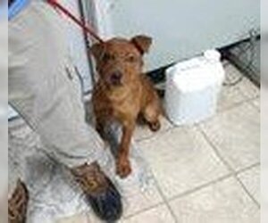 Doberman Pinscher-German Shepherd Dog Mix Dogs for adoption in Frenchburg, KY, USA