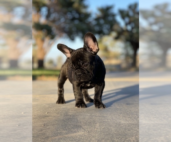 Medium Photo #2 French Bulldog Puppy For Sale in PALMDALE, CA, USA