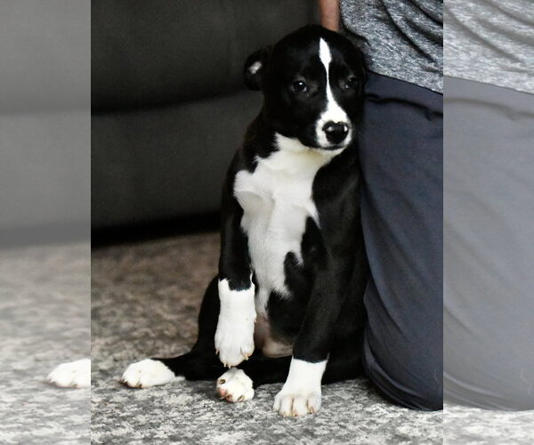 Medium Photo #2 American Bulldog-Labrador Retriever Mix Puppy For Sale in Mechanicsburg, PA, USA