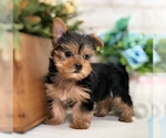 Small Photo #8 Yorkshire Terrier Puppy For Sale in SAN MATEO, CA, USA