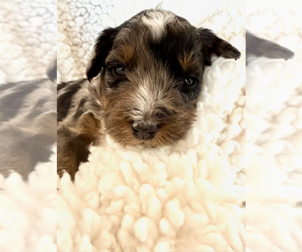 Medium Photo #9 Aussie-Poo-Bernedoodle Mix Puppy For Sale in LEXINGTON, SC, USA