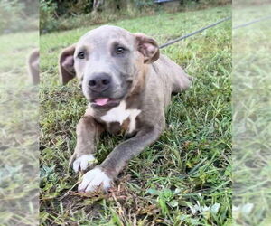Bulldog-Unknown Mix Dogs for adoption in Tarrytown, GA, USA